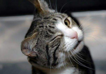 她为什么频繁眨眼睛？